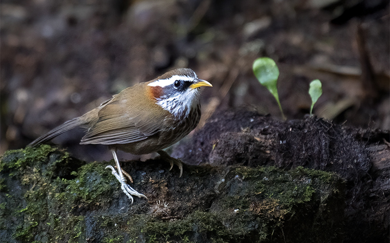 Streak-breasted Scimitar-Babbler (Pomatorhinus ruficollis) at Phia Oac-Phia Den Bird Hides - Northern Vietnam. Photo by: Bui Duc Tien - Vietnam Bird Photography Tours - Vietbirdphototours.com